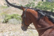 horse riding gran canaria